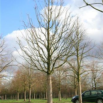 ACA_Sol_baum_6xv_300-400x60-70x500-700_R_BO344_4_14_03_08_22631.jpg