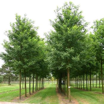 RPBE_Sol_baum_5xv_200-300x30-35x500-700_R_STE173_09_09_05_12738.jpg
