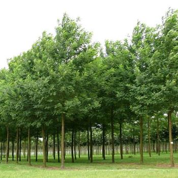 RPBE_Sol_baum_5xv_200-300x30-35x500-700_R_STE173_2_09_09_05_4247.jpg