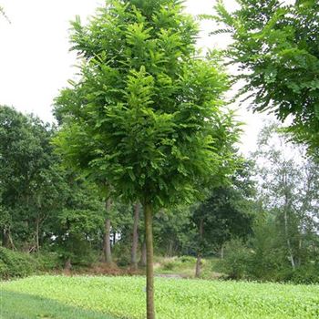 RPBE_Sol_baum_5xv_200-300x35-40x500-700_R_Z_MUE312_12_08_06_12760.jpg