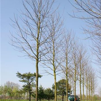 RPBE_Sol_baum_5xv_200-300x35-40x500-700_R_STE173_2_05_05_06_11377.jpg