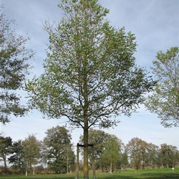 RPBE_Sol_baum_7xv_300-400x50-60x700-900_R-169_31_10_13_jh_39229.jpg