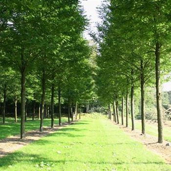 RPBE_Sol_baum_7xv_300-400x50-60x700-900_Staemme_R_STEL66_21_09_05_4271.jpg