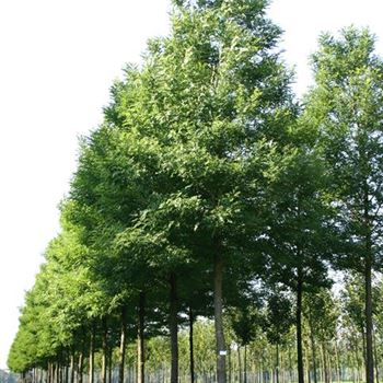 RPBE_Sol_baum_7xv_300-400x50-60x700-900_R_FRE84_21_09_05_4266.jpg