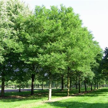 RPBE_Sol_baum_7xv_400-600x80-90x-900_R_DEE330_3_11_09_06_13202.jpg