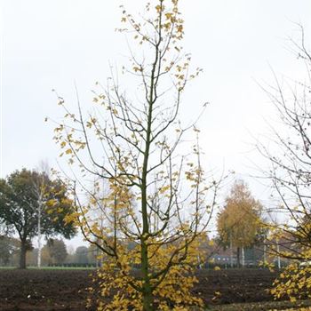 ACA_Sol_5xv_Br200xHoe400_Kletterbaum_G_HOF16_29_10_09_31848.jpg