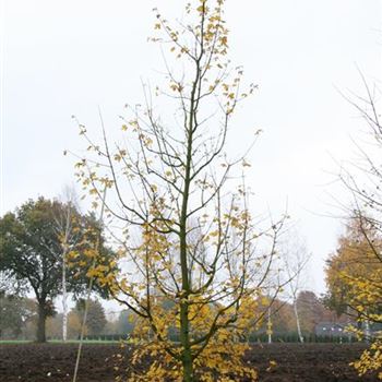 ACA_Sol_5xv_Br200xHoe400_Kletterbaum_G_HOF16_2_29_10_09_31847.jpg