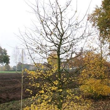 ACA_Sol_5xv_Br200-300xHoe400-500_Kletterbaum_G_HOF16_29_10_09_31843.jpg