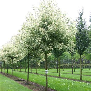 ANFL_Sol_baum_4xv_150-200x25-30x400-500_R_BRE107_12_08_06_12799.jpg