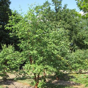 AGRI_Sol_5xv_mst_250-300_O-1008_10_08_15_kd_39580.jpg