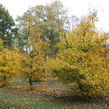 ACA_Sol_5xv_Br200-300xHoe500_Kletterbaum_G_HOF16_29_10_09_31844.jpg