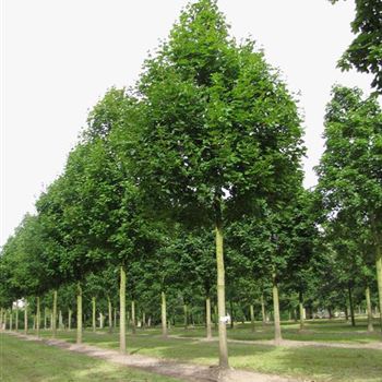 APOL_Sol_baum_6xv_200-300x45-50x700-900_R-25_07_09_10_jh_35405.jpg