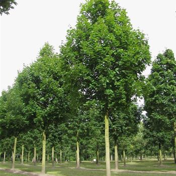 APOL_Sol_baum_6xv_200-300x50-60x700-900b_R-25_07_09_10_jh_35408.jpg