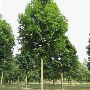 APOL_Sol_baum_6xv_200-300x50-60x700-900_R-25_07_09_10_jh_35406.jpg