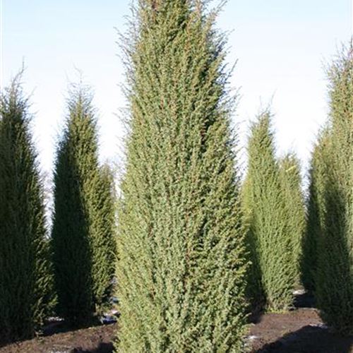 Juniperus communis 'Hibernica'