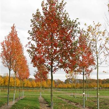 AROGL_Sol_baum_4xv_200-300x25-30x500-700_R-241_04_11_11_jh_37105.jpg