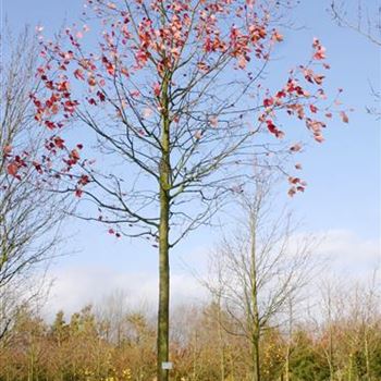 AROGL_Sol_baum_5xv_200-300x35-40x500-700_R_GE_HM1095_15_11_05_6014.jpg