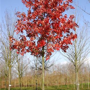 AROGL_Sol_baum_5xv_200-300x35-40x500-700_R_GE-HM1095_23_11_04_5072.jpg