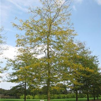 GTIN_Sol_baum_6xv_300-400x50-60x700-900_O-1025_06_10_14_jh_40243.jpg