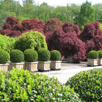 BSAR_Kugeln_Acer_palmatum_i_S__COII_20_05_10_34457.jpg
