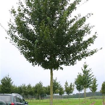 ACA_Sol_baum_5xv_200-300x25-30x400-500_R_LA620_10_09_05_4128.jpg