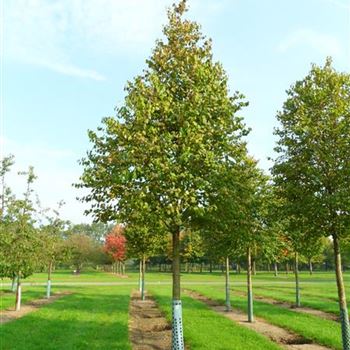 CJA_Sol_baum_5xv_150-200x30-35_R-1135_26_09_11_ahl_36936.JPG