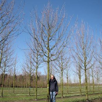 ACA_Sol_Baum_5xv_200-300x30-35x400-500_R-515_21_03_14_kd_39576.jpg