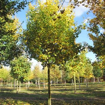 ACA_Sol_baum_5xv_200-300x30-35x400-500a_R-515_24_10_13_jh_39117.jpg