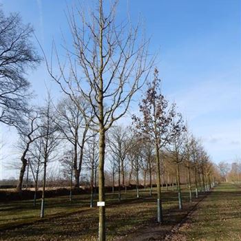 ACA_Sol_Baum_5xv_200-300x30-35x400-500_R-405_09_03_15_jh_39575.JPG