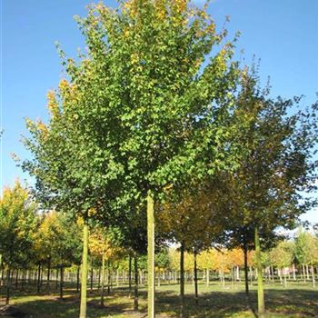 ACA_Sol_baum_5xv_200-300x30-35x400-500_R-515_24_10_13_jh_39116.jpg