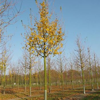 ACA_Sol_baum_5xv_200-300x30-35x400-500_R-422_11_11_11_jh_37081.jpg