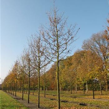 ACA_Sol_baum_5xv_200-300x30-35x400-500_R-410_11_11_11_jh_37080.jpg