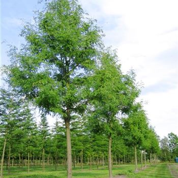 GTIN_Sol_baum_6xv_300-400x50-60x700-900_R_CA529_28_07_10_35020.jpg