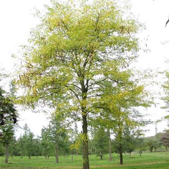 GTIN_Sol_baum_6xv_300-400x60-70x700-900_O-1048_06_10_10_jh_35729.jpg