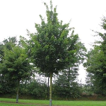 ACA_Sol_baum_5xv_200-300x30-35x500-700_R-1054_09_07_14_jh_39781.jpg