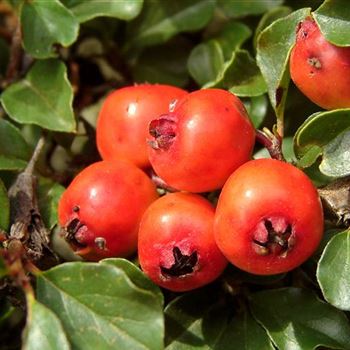 Cotoneaster_praecox_1.jpg