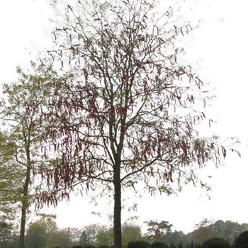 GTIN_Sol_baum_6xv_300-400x60-70x700-900_O-122_22_10_09_jh_31722.jpg