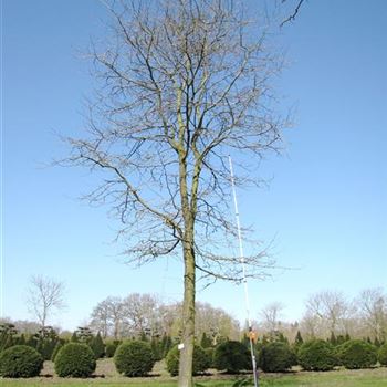 GTIN_Sol_baum_6xv_300-400x70-80x700-900a_O-122_15_04_10_jh_34264.jpg