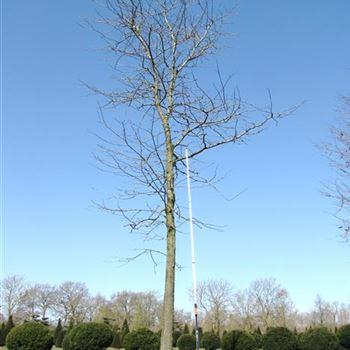 GTIN_Sol_baum_6xv_300-400x70-80x700-900_O-122_15_04_10_jh_34263.jpg