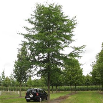 GTIN_Sol_baum_6xv_300-400x70-80x700-900_R-549_12_09_14_jh_40244.jpg