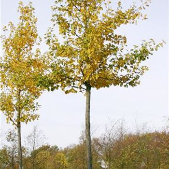 GBI_Sol_baum_5xv_150x25-30x400-500_R_ON1061_11_11_05_6027.jpg