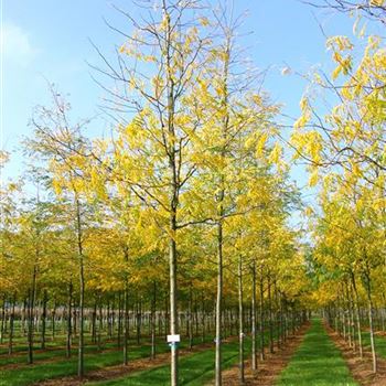 GTSK_Sol_baum_4xv_150-200x25-30x400-500_R_ROG427_16_10_06_13934.jpg