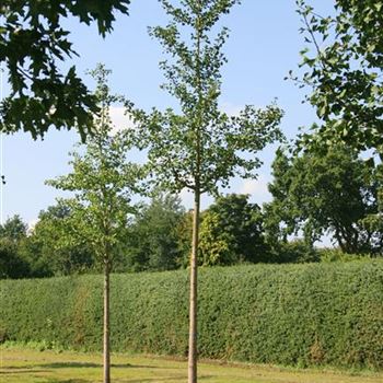 GBI_Sol_baum_6xv_100-150x25-30x500-700_R_OLT1052_09_09_08_24994.jpg
