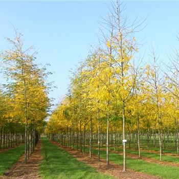 GTSK_Sol_baum_4xv_150-200x25-30x400-500_2_R_ROG427_16_10_06_13935.jpg