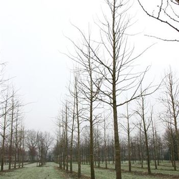 GBI_Sol_baum_6xv_150-200x30-35x500-700_R_STA1073_08_02_07_15914.jpg