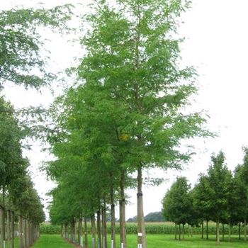 GTSK_Sol_baum_5xv_200-300x30-35+x500-700_R_BRE99_2_10_08_09_30403.jpg