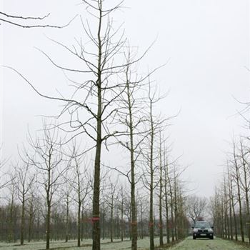GBI_Sol_baum_6xv_150-200x30-35x500-700_R_STA1073_2_08_02_07_15912.jpg