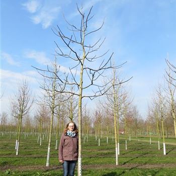 JRE_Sol_Baum_5xv_200-300x25-30x400-500_R-51_27_03_14_kd_39645.JPG