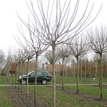 CBAU_Sol_baum_4xv_STU20-25_Kr_br100-150_R_SCHR_KA1005_2_25_03_10_33954.jpg