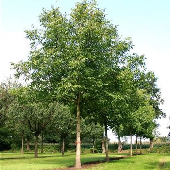 JRE_Sol_baum_6xv_300-400x50-60x500-700_STH280_R_BU1130_2_04_09_07_19856.jpg